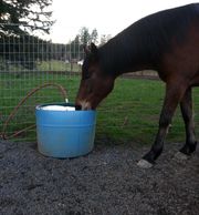 Fresh water for horses