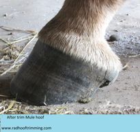 mule hoof lateral view