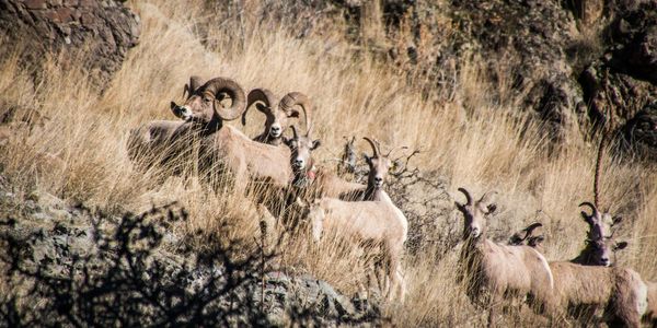 Hells Canyon Wildlife