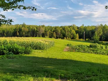 A view of the hemp crop at Bear Hill Farm