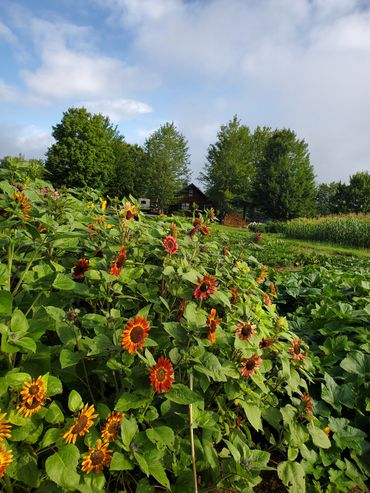 Sunflowers at Bear Hill Farm