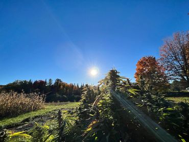 Bear Hill Farm Hemp growing in the field