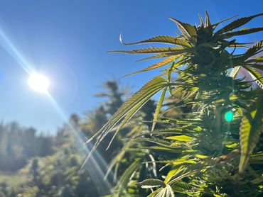 Close up of hemp flower from Bear Hill Farm