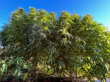 Large hemp plants used to make Bear Hill Farm CBD/CBG products