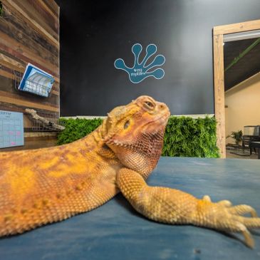 Close-up of a bearded dragon on a table with a sign in the background.