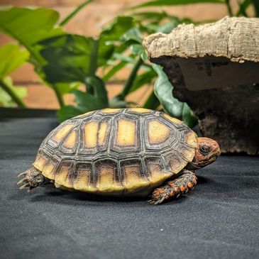 A small turtle with a patterned shell on a dark surface.