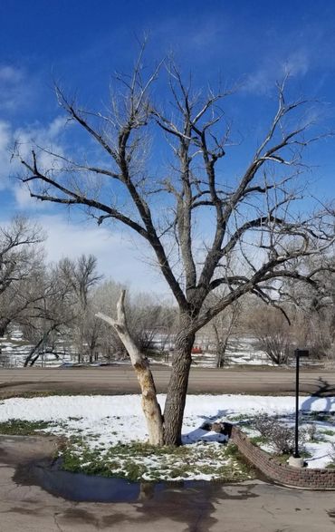 Ye Old Cottonwood tree.