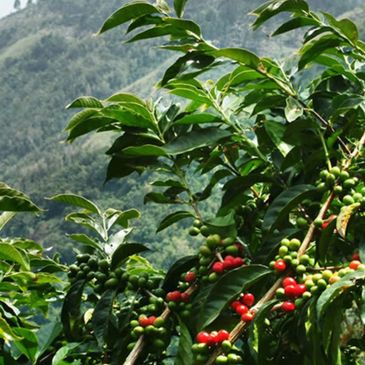 Tribe Coffee