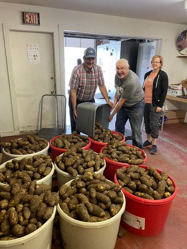 Volunteers move large buckets of potatoes