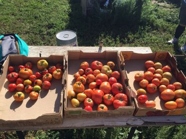Cardboard boxes filled with tomatoes
