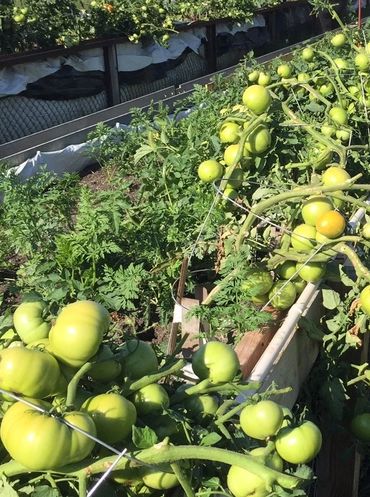 Community garden raised beds filled with tomato plants