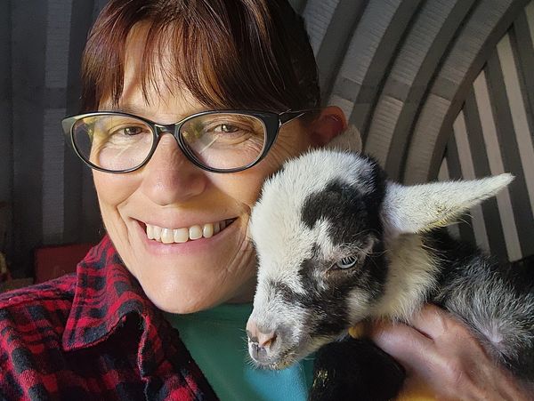 baby Nigerian dwarf goat