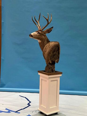 Shoulder mounted mule deer on white modern pedestal with hardwood top.