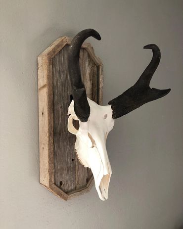 Reclaimed barnwood in octagon shape for European skull mounts. Built for deer and antelope skulls.