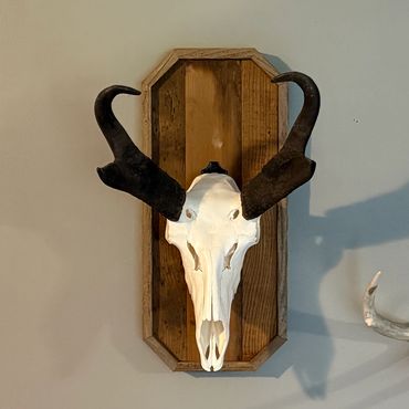 Reclaimed barnwood European mount holder for the wall in an octagon shape.