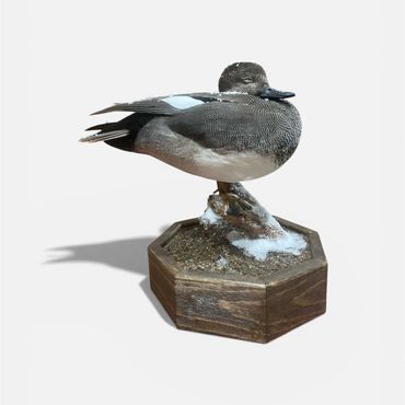 Custom brown octagon table top taxidermy base for duck mount with snowy scenery.