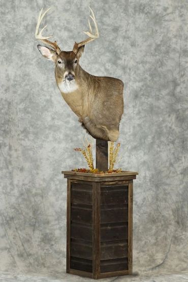 Dark grey barn wood siding pedestal with competition whitetail shoulder mount on top.