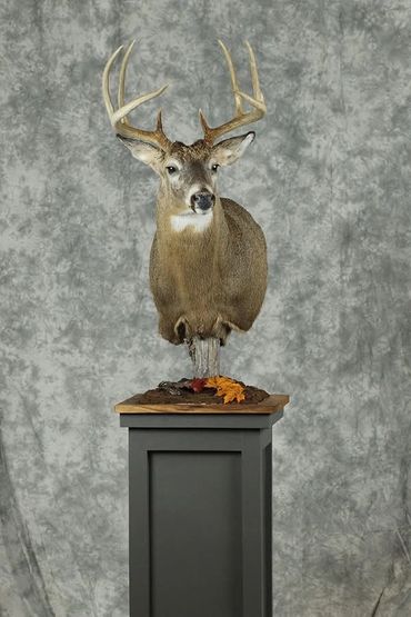 Whitetail shoulder mounted deer on modern gray square pedestal with hardwood top.
