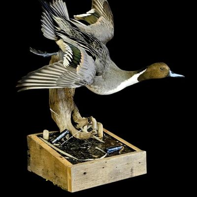 Angled wood base with mounted pintail duck in flight pose. Habitat details and shotgun shells