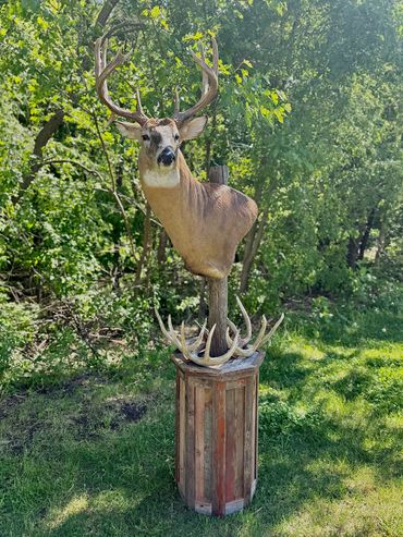 Deer head mount on a custom octagon barnwood pedestal with red tint and finished top.