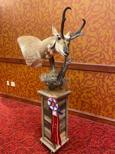 Custom barnwood square pedestal with shoulder mount antelope rubbing a branch.