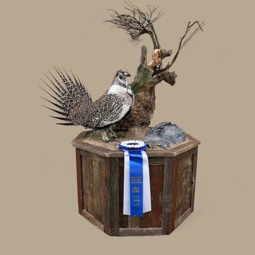 Competition grouse mount on octagon taxidermy base made of reclaimed barn wood.