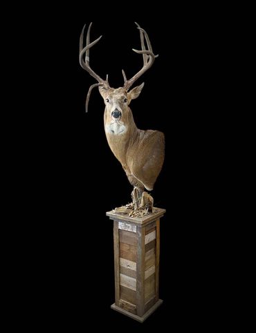 Whitetail deer shoulder mount displayed on a tall, skinny reclaimed barnwood pedestal.