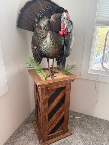 Mounted wild turkey on a black and brown chevron taxidermy pedestal with sand and greenery accents.