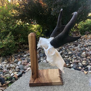 Hardwood European skull mount holder for table top. Built for deer and antelope.