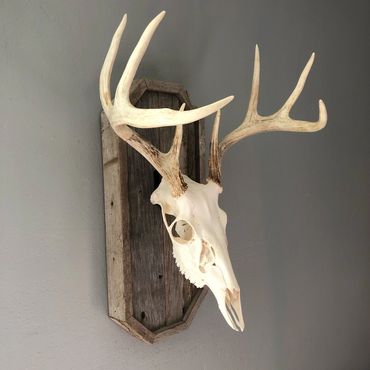 Barnwood European deer mount plaque in octagon shape. Made for a single mount. Built by Nichols