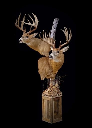 Double whitetail deer pedestal mount displayed on a custom short barnwood floor base.