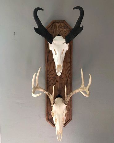 Hardwood double European holder for wall display. Great for deer and antelope.