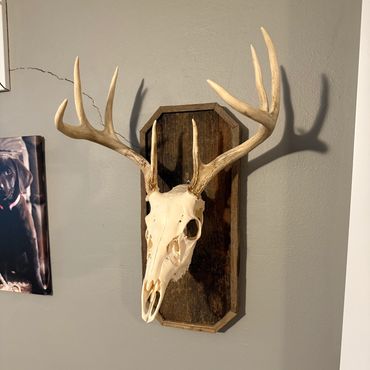 Barnwood Plaque with deer skull mount attached for wall displays. Built for deer and antelope skulls