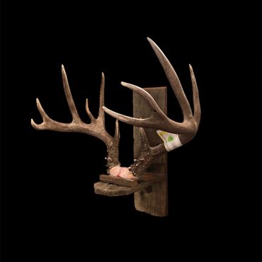 Custom barnwood skull plate antler holder for the wall.