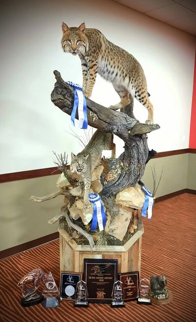 Award-winning bobcat taxidermy competition mount displayed on a custom slanted octagon base.