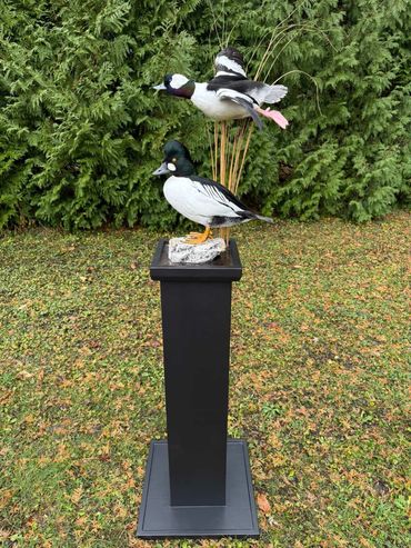 Black tall pedestal displaying a pair of mounted waterfowl in an outdoor setting.