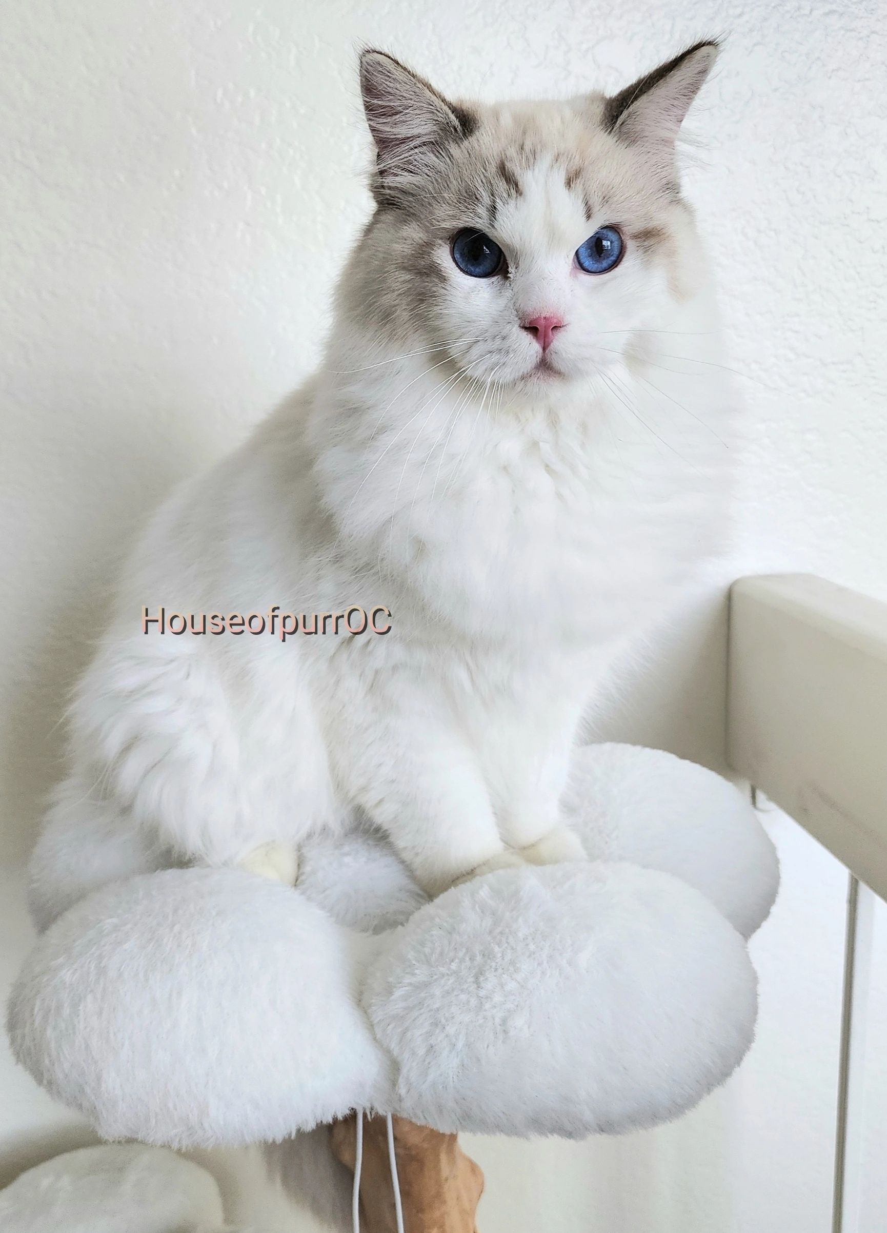 Ragdoll King Kaizen: Seal Lynx Bi-color