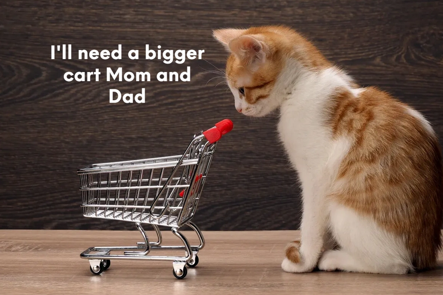 Little cat wonders how its going to fit all the toys he wants to order from Grandmakittys,com
