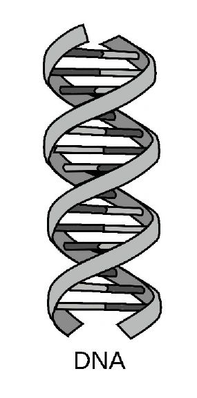 DNA Double Helix Intelligent Design Signature in a Cell Stephen Meyer