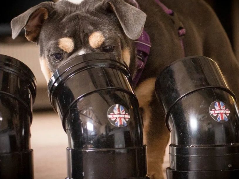 A close up of a dog sniffing a pipe.