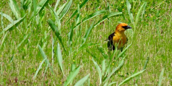A yellow bird in green grass.