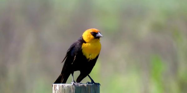 Yellow-headed blackbird perched on a post.