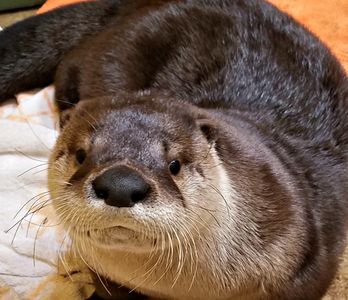 Meet "Oscar" the River otter