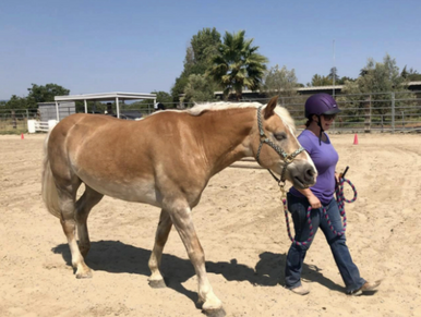 golden chestnut haflinger gelding.