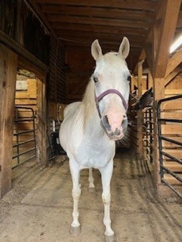 Diva waiting for someone to take her out horseback riding