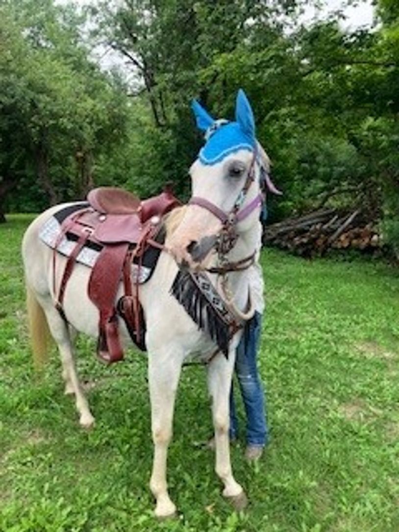 Meet She's A Diva beautiful Pintariab she is wonderful both out trail riding or in the arena.