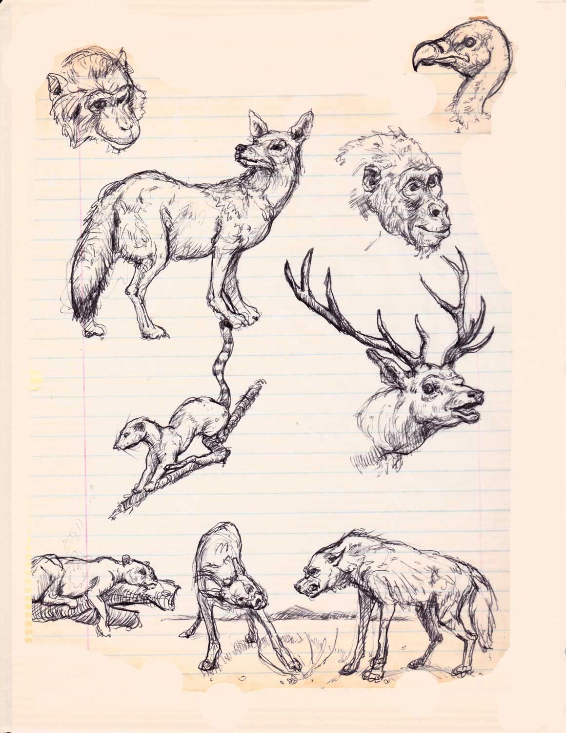 Animal sketches done at Chicago Field Museum