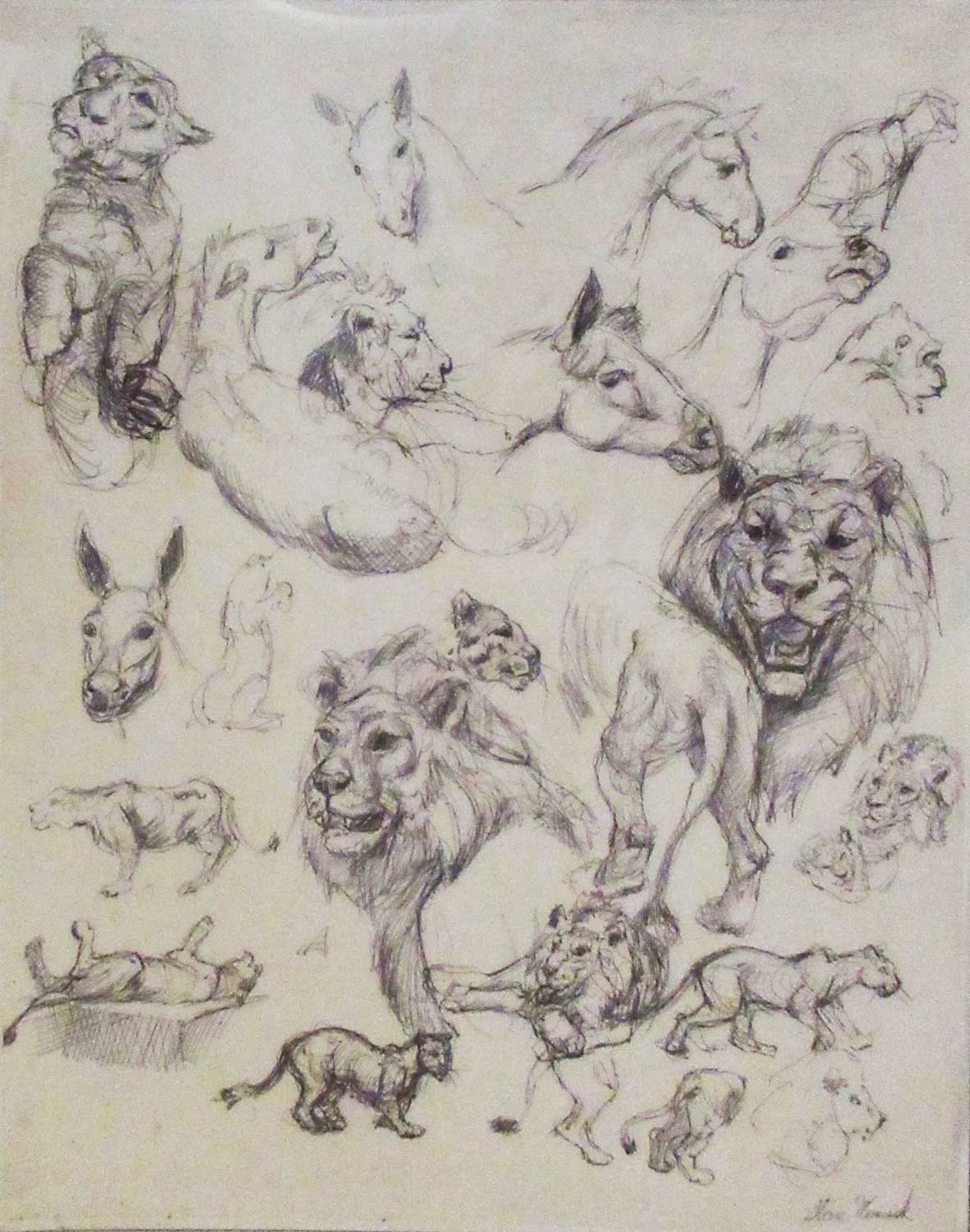 Wild Animal sketches