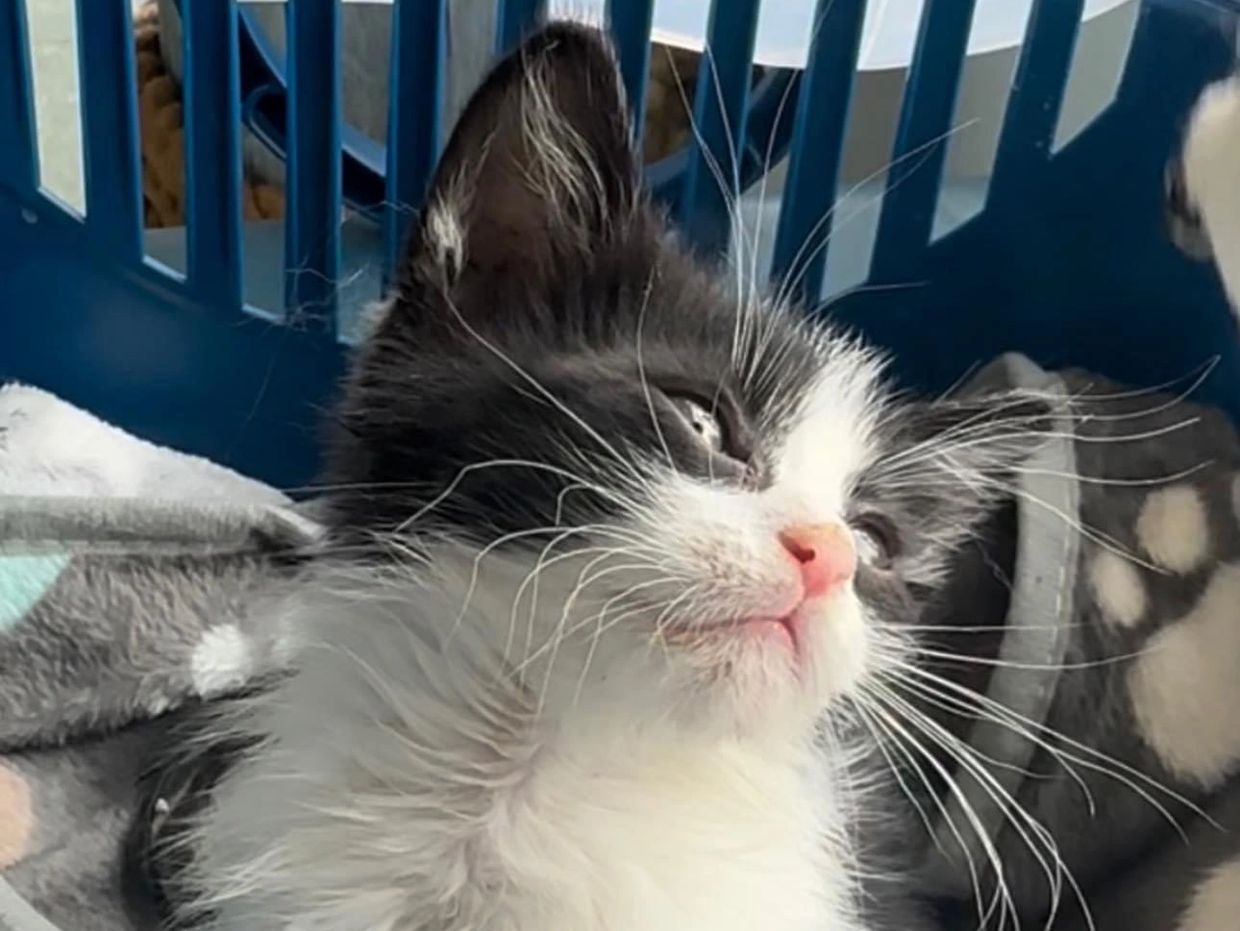 Close-up of a black and white kitten with a pink nose.
