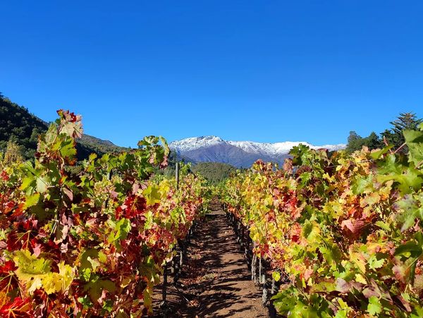 Mountain vineyard with colorful autumn leaves, blue sky with snow covered mountains in background